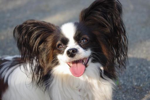 Photo, papillon, gentle look, dog, 