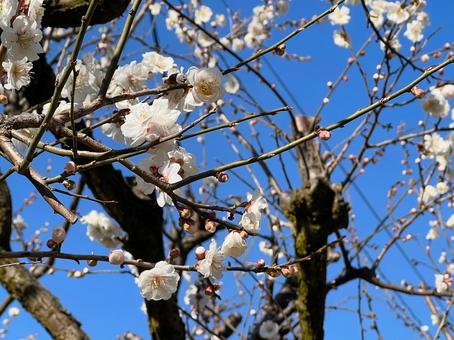 梅の花 梅,花,３月の写真素材