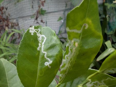 エカキムシ エカキムシ エカキムシ,ハモグリバエ,ハエの仲間の写真素材