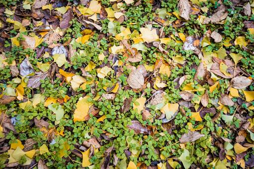 北海道　札幌市の紅葉 北海道,北,札幌市の写真素材