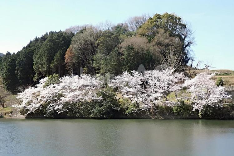 【桜の写真】桜が咲く風景 桜,さくら,サクラの写真素材