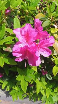 ツツジ   ツツジ   ツツジ,葉,花の写真素材