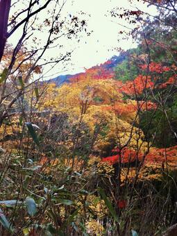 十津川村の紅葉 紅葉,十津川村,秋の写真素材