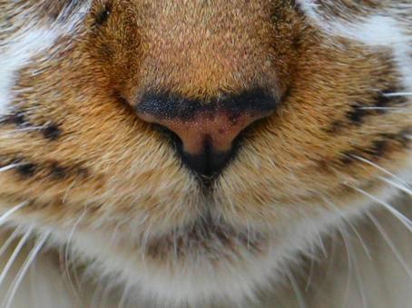 日本の猫 日本の猫の写真
