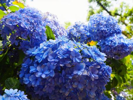 紫陽花 紫陽花の写真