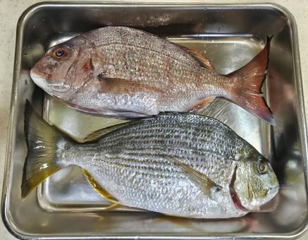 釣りの獲物　料理待ち 魚,釣り,真鯛の写真素材