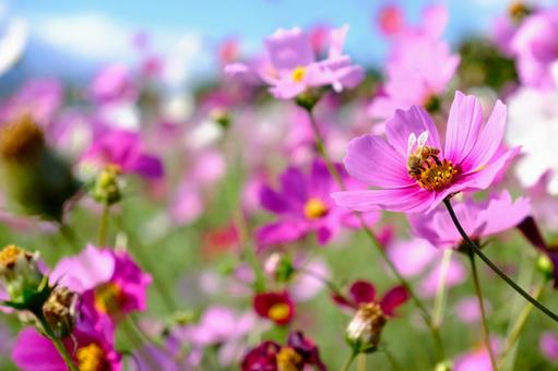 コスモスと蜂 コスモス,秋桜,蜂の写真素材