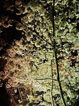 夜の桜 夜の桜の写真