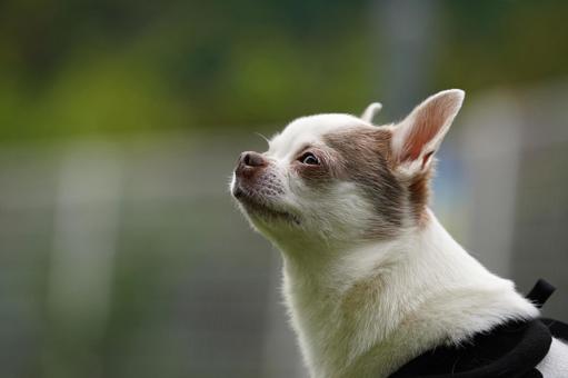 ワンコの横顔(ミックス犬) ワンコの横顔(ミックス犬)の写真