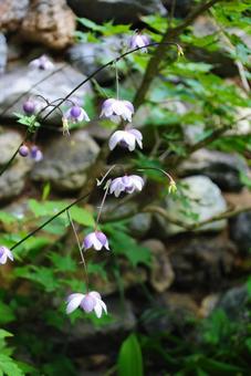 信州須坂　夏の米子瀑布　レンゲショウマ 信州,須坂,米子瀑布の写真素材