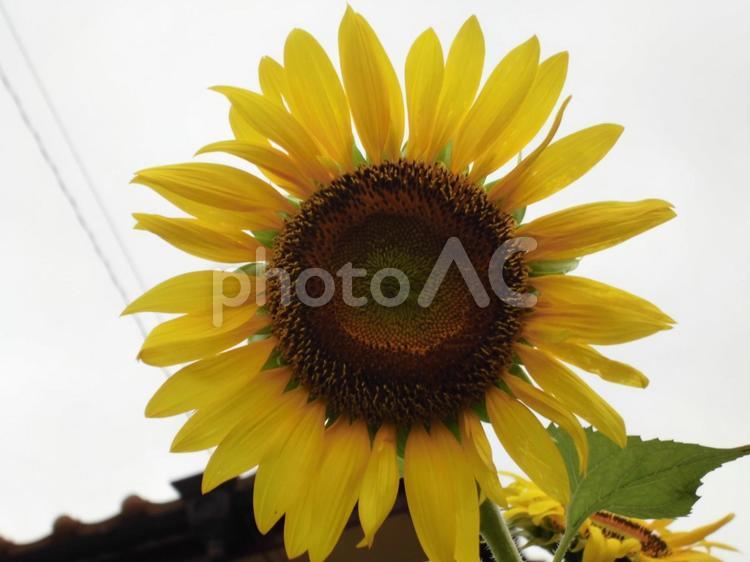 夏の風物詩「ひまわり」 ひまわり,夏,夏の花の写真素材
