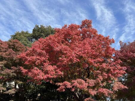 紅葉山公園11月：鮮やかな紅葉 2025 紅葉,樹木,緑樹の写真素材