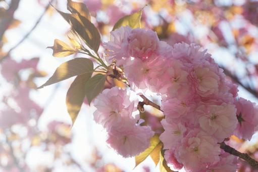 桜 桜の写真