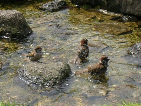 すずめ 水浴び すずめ 水浴びの写真
