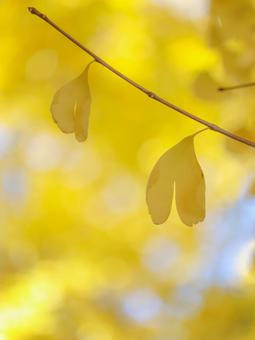 イチョウ イチョウ 銀杏,紅葉,黄色の写真素材