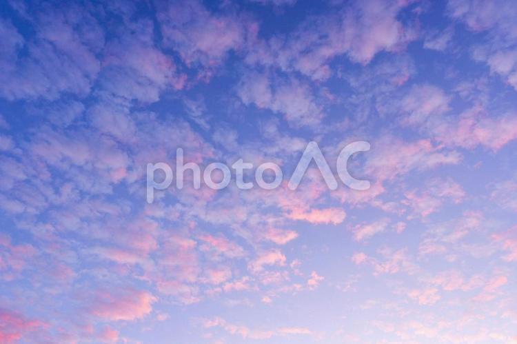 朝日によってピンクに染まる雲 雲,空,ピンクの写真素材