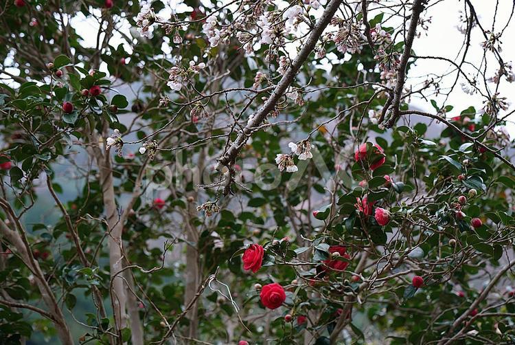 諭鶴羽ダム69　ダム湖周回道路　桜と椿 兵庫県,南あわじ市,諭鶴羽ダムの写真素材