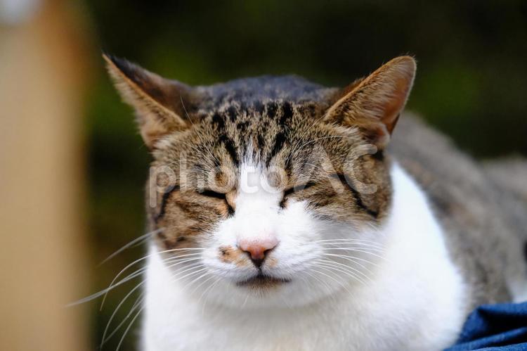 ソウルで出会った猫たちも可愛すぎた ソウル,京城,seoulの写真素材