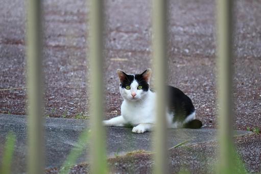 公園ネコ　沖縄県　那覇市の写真