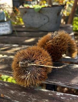 くり 栗拾い,栗,秋の写真素材