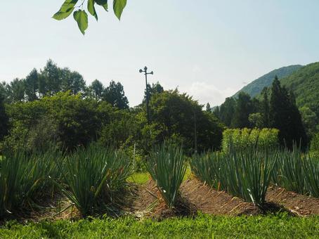 家庭菜園 家庭菜園 風景,自然,農業の写真素材