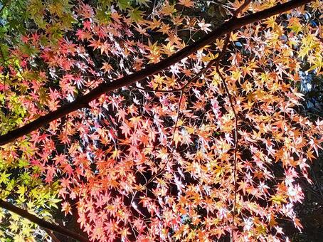 紅葉　もみじ 紅葉,もみじ,赤の写真素材