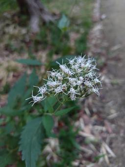 フジバカマ フジバカマ,自然,秋の写真素材