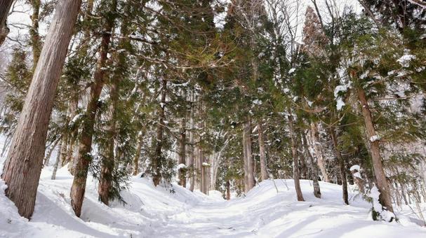 冬の戸隠 戸隠神社,戸隠の冬,戸隠杉並木の写真素材