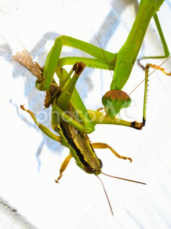 バッタを捕らえたカマキリ 06 昆虫,カマキリ,捕食の写真素材