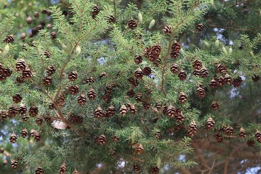 緑の葉と茶色の実のあるツガの木の枝 緑,葉,茶色の写真素材
