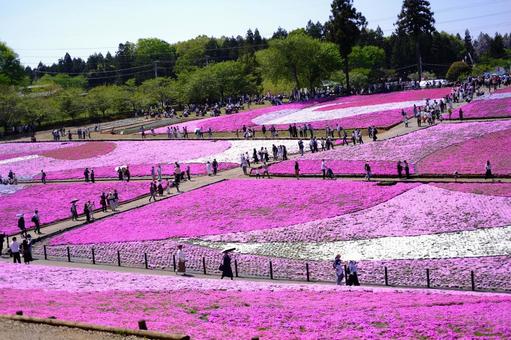 芝桜 芝桜の写真