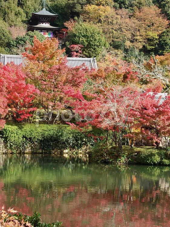 永観堂　紅葉 紅葉,京都,永観堂の写真素材