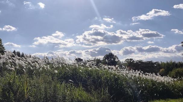 秋空 秋空,ススキ,季節の写真素材