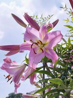 ピンクのユリ・その1 ピンクのユリ・その1 ユリ,百合,花の写真素材