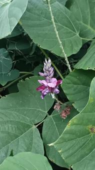 食用や薬にもなる秋の七草マメ科の葛の花 食用や薬にもなる秋の七草マメ科の葛の花 花,くず,葛の写真素材