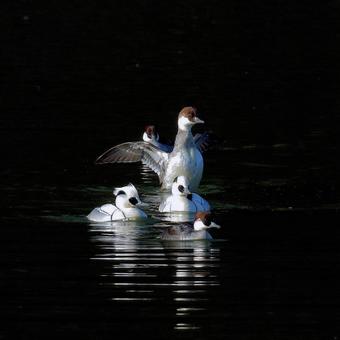 ミコアイサ ミコアイサの写真