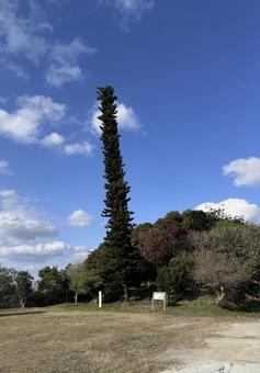 ナンヨウスギ ナンヨウスギ 植物,背景,晴れの写真素材