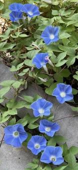 朝顔 朝顔,花,夏の写真素材