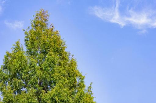 木と青空の写真