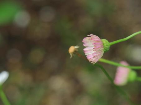 エリゲロン エリゲロンの写真