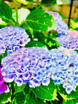 紫陽花 紫陽花の写真