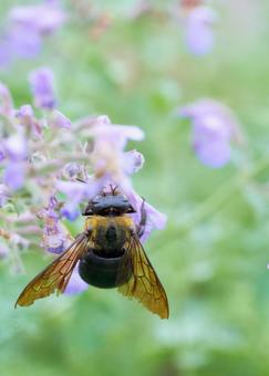 A cute purple Nepeta flower with a hanging carpenter bee, JPG A cute purple Nepeta flower with a hanging carpenter bee, JPG