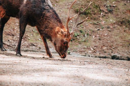 私に隙はありません 私に隙はありません 鹿,動物,保護の写真素材