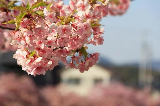 河津桜 河津桜の写真