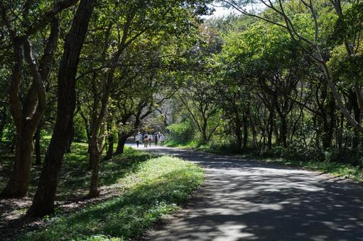 晴天の夏の日の木陰と散歩道 晴天の夏の日の木陰と散歩道 樹木,自然,小道の写真素材