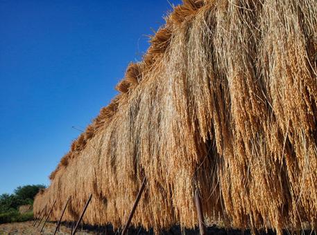 Golden bundles of harvested rice, JPG Golden bundles of harvested rice, JPG