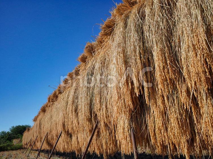 黄金色に染まる収穫さっれた稲の束 はざ掛け,青空,黄金色の写真素材