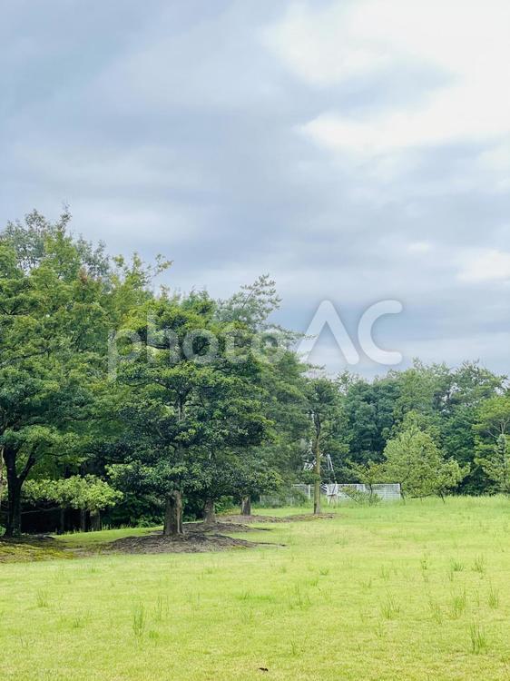 曇天の空と芝生と木 風景,景色,木の写真素材