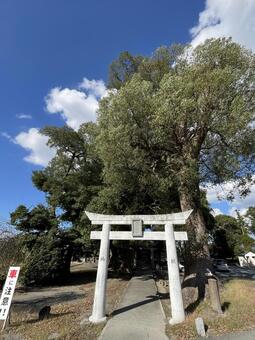 溝口竈門神社　鳥居 参道,パワースポット,参拝の写真素材
