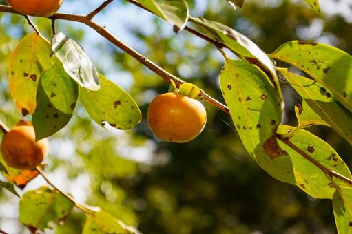 食べ頃に色づいた柿の実 実,果実,植物の写真素材